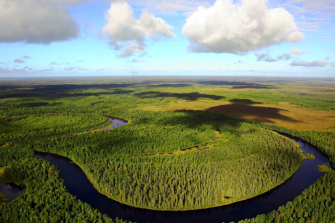 Земли лесного фонда, взятые в аренду, эксплуатируются газовиками цивилизованным способом, в строгом соответствии с проектами их освоения
