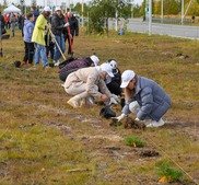 11 сентября в рамках международной акции в Ноябрьске было высажено более 2230 деревьев